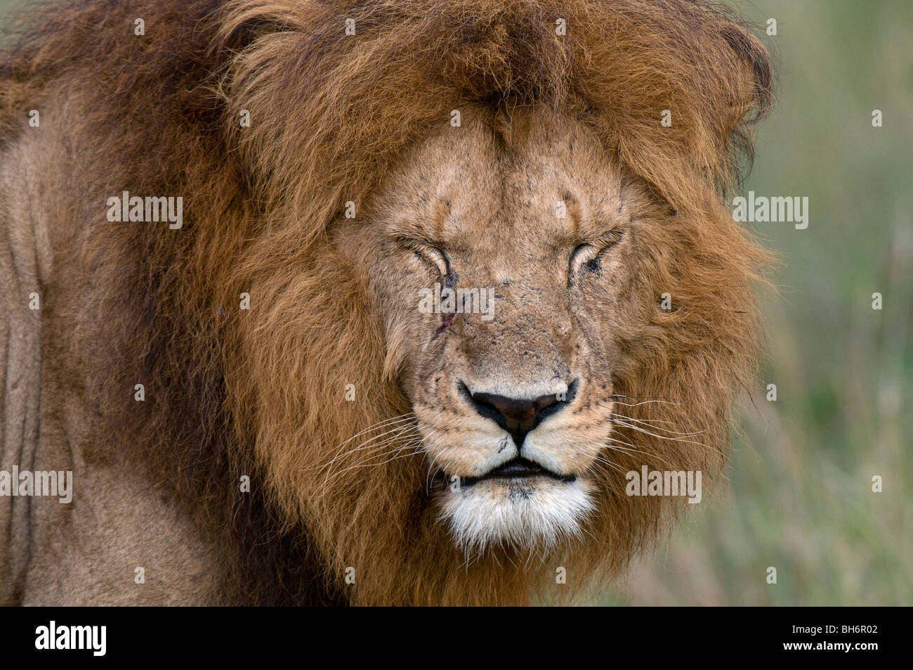 Lion (Panthera leo), Masai Mara National Reserve, Kenya Stock Photo - Alamy