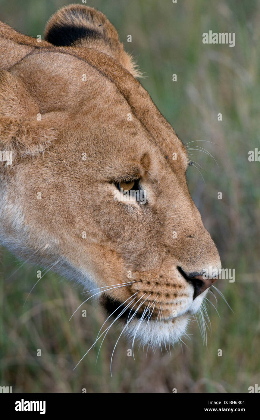 Lioness (Panthera leo), Masai Mara National Reserve, Kenya Stock Photo ...