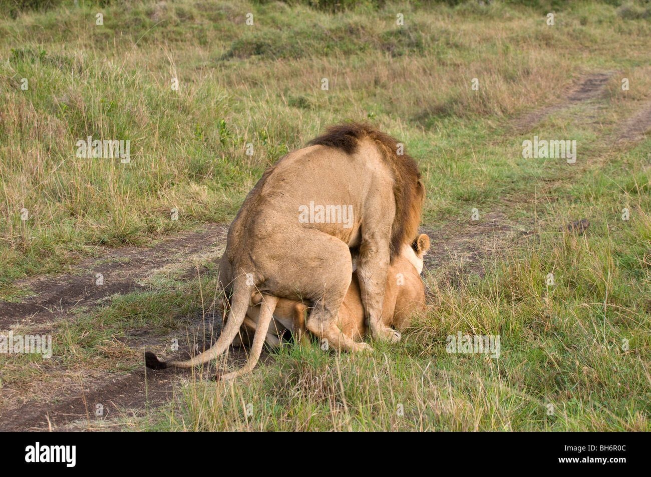 Lions mating (Panthera leo), Masai Mara National Reserve, Kenya. Stock Photo