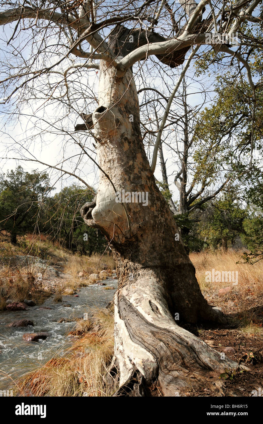 Water flows in Gardner Canyon Creek along the Arizona Trail in Gardner