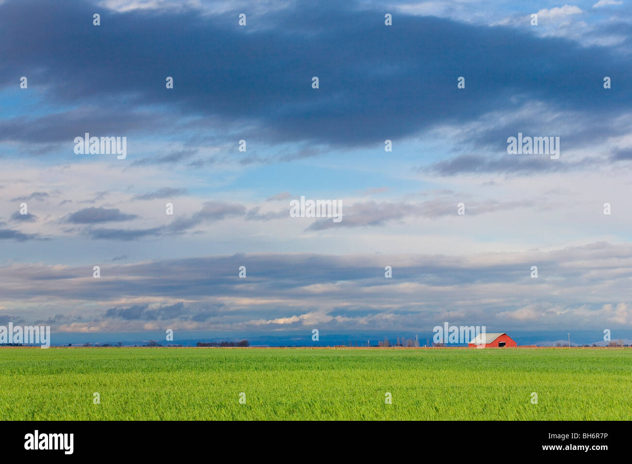 Green fields with a lone red barn in the Sacramento Valley of northern California. Stock Photo