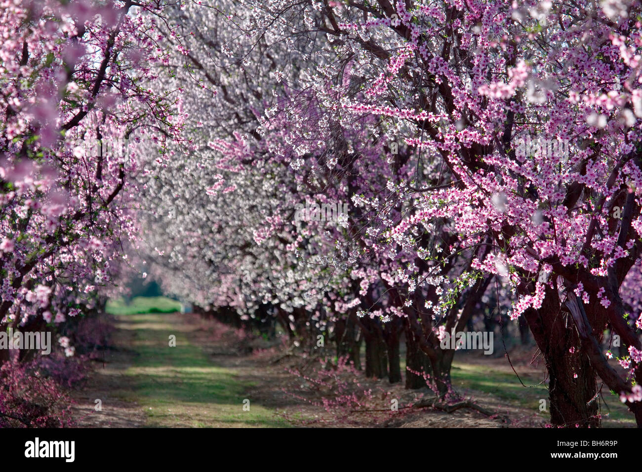 Peach orchards in bloom near Yuba City, California Stock Photo Alamy