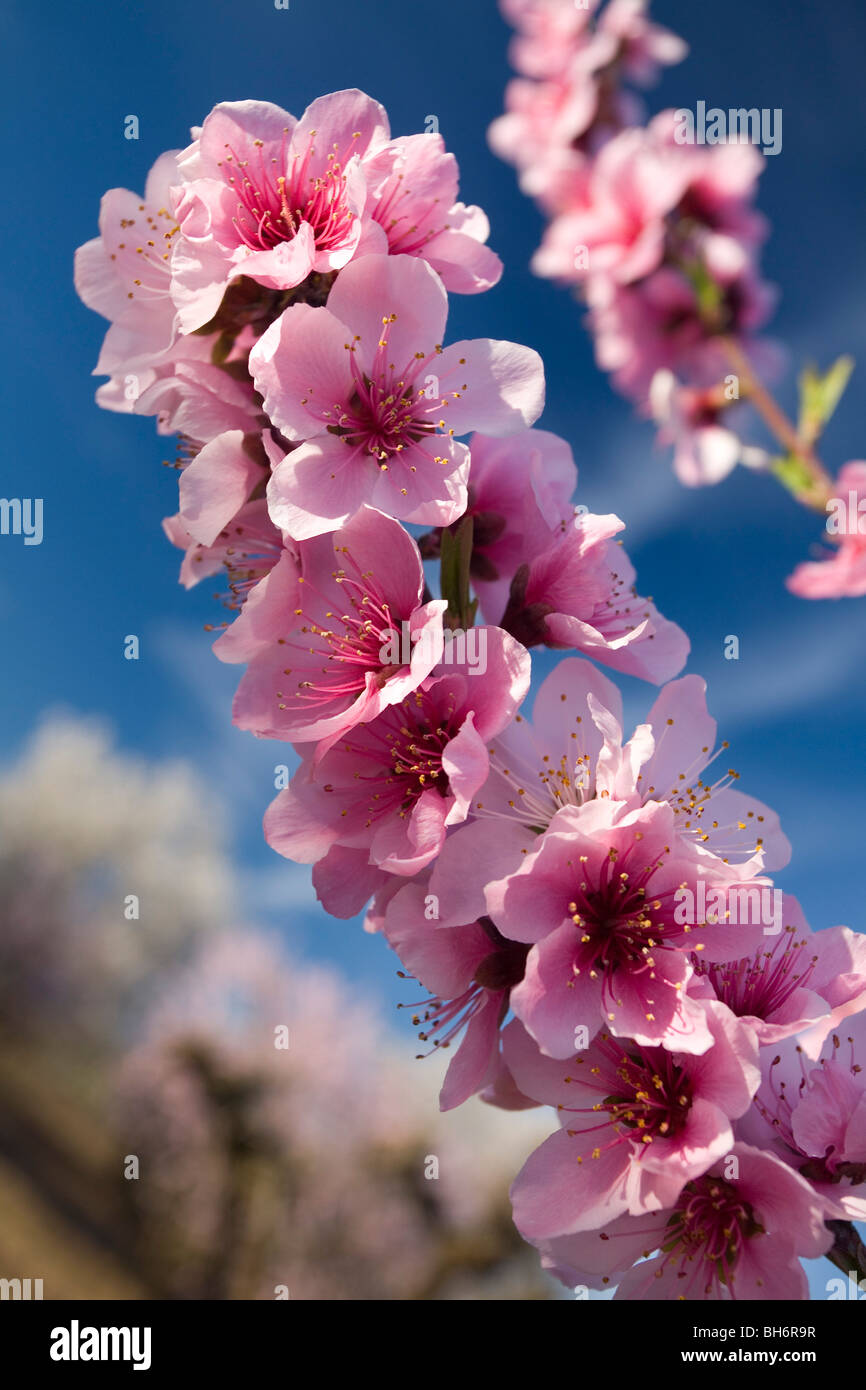 Peach flowers in the Sacramento Valley Stock Photo Alamy