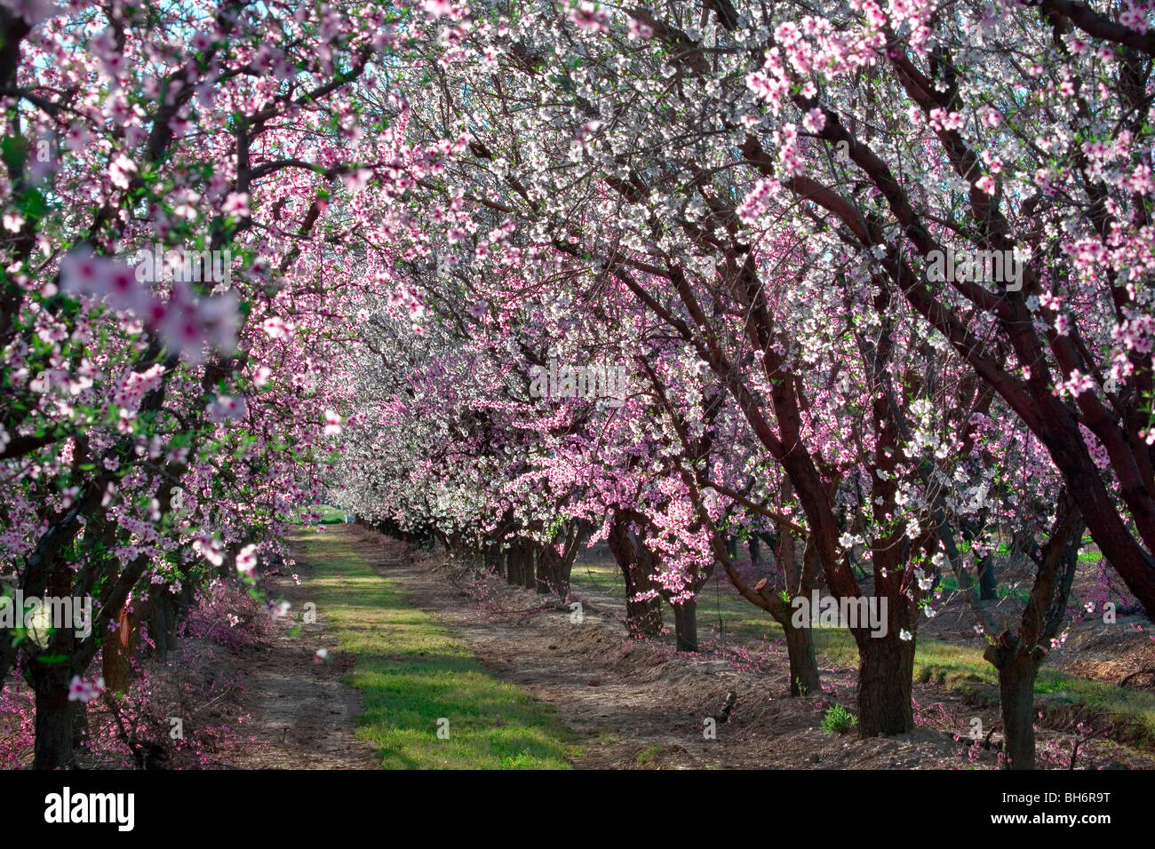 Peach orchards in bloom near Yuba City, California Stock Photo Alamy