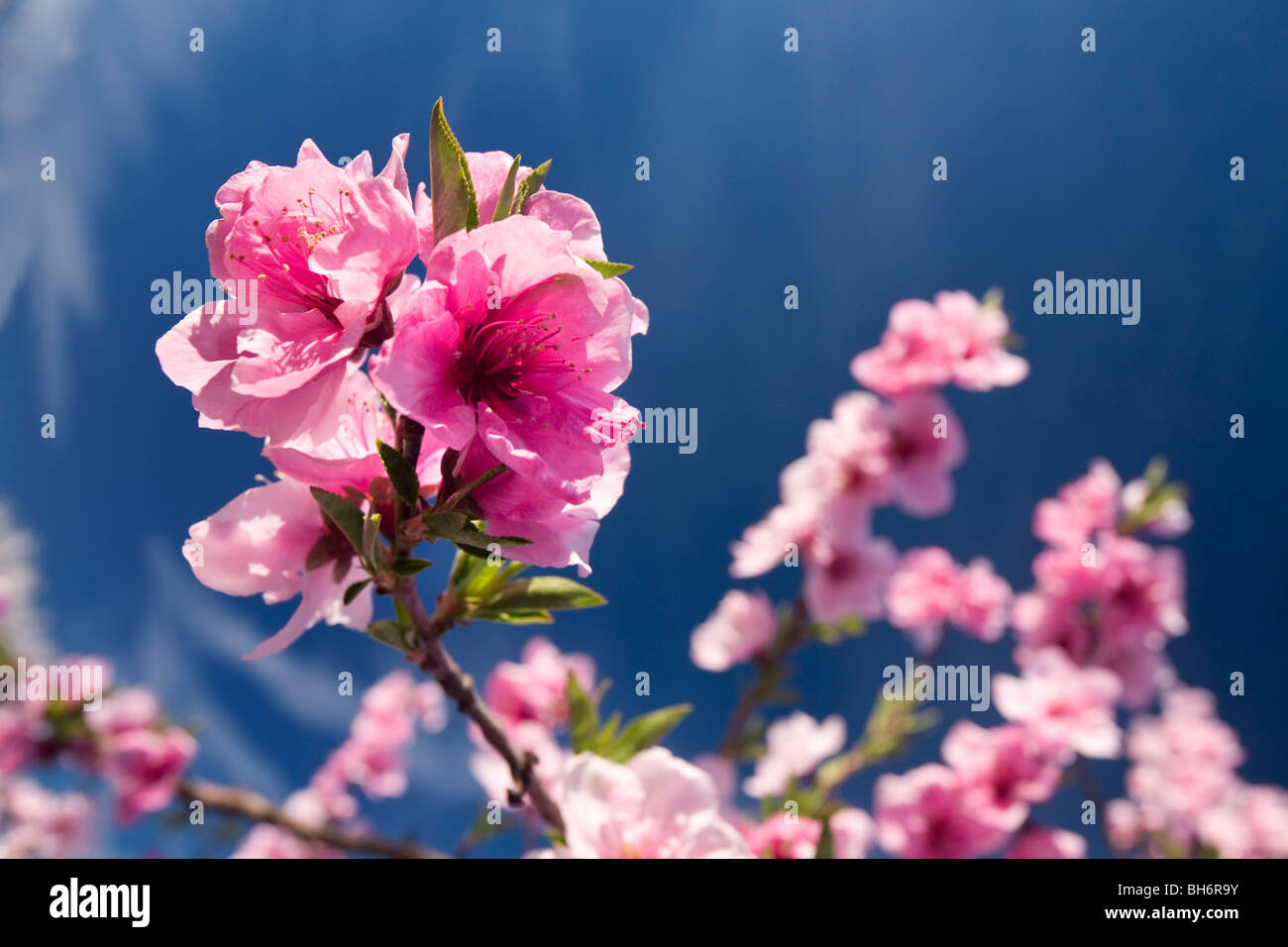 Peach flowers in the Sacramento Valley Stock Photo Alamy