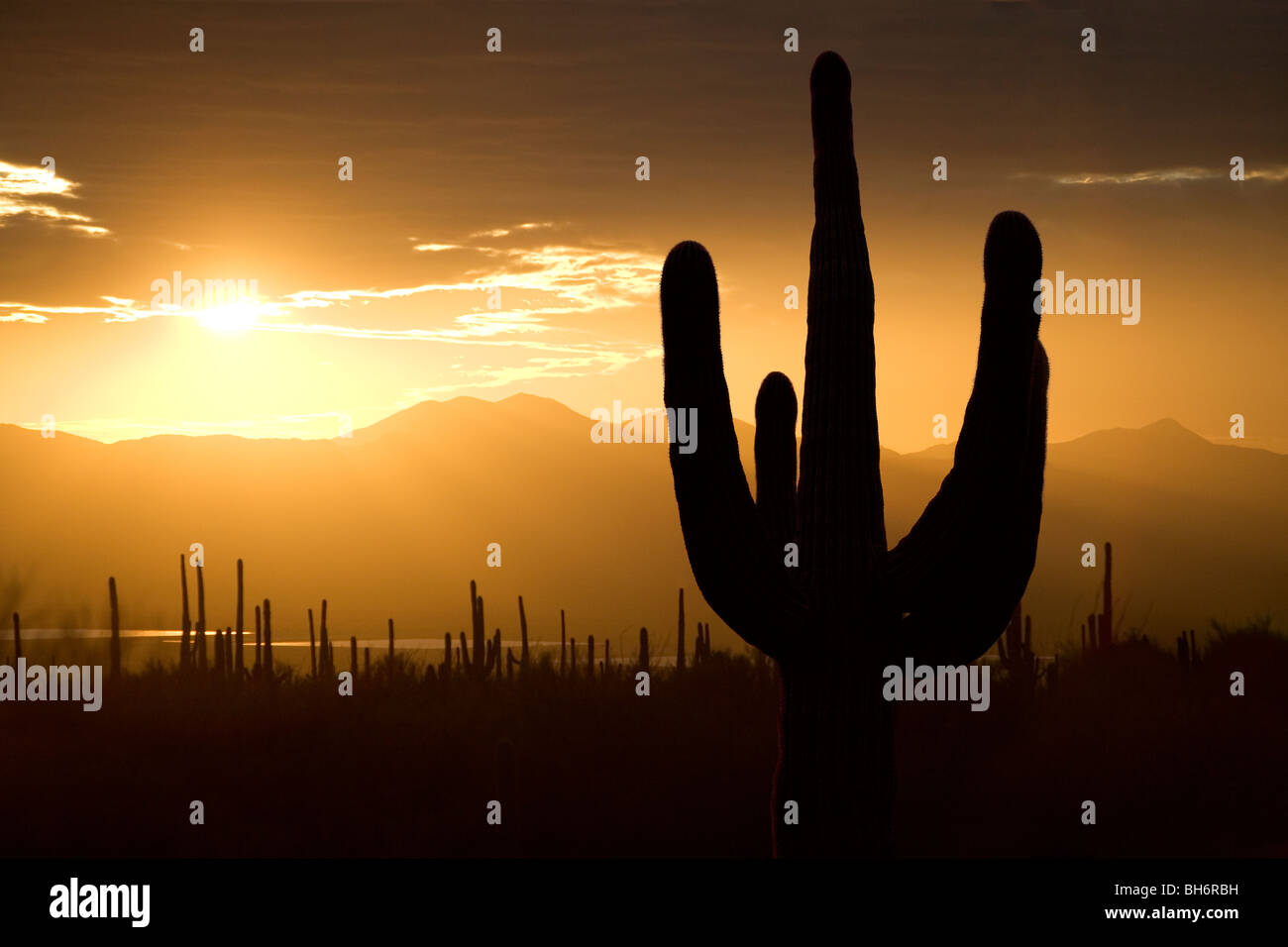 Saguaro cactus silhouetted at sunset in Tucson Arizona in Saguaro West National Park. Stock Photo