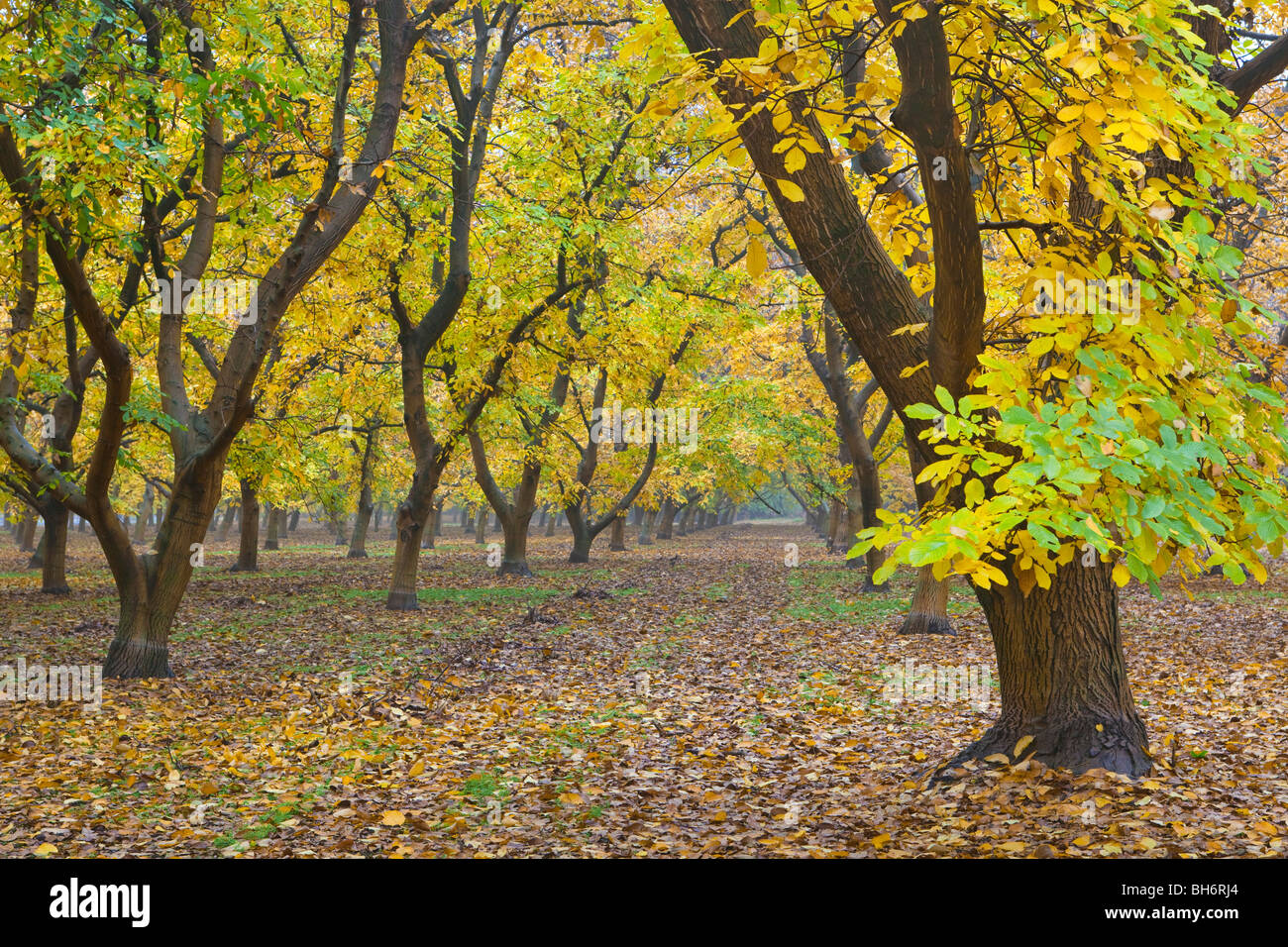 https://c8.alamy.com/comp/BH6RJ4/walnut-orchards-in-the-fall-in-the-sacramento-valley-california-BH6RJ4.jpg