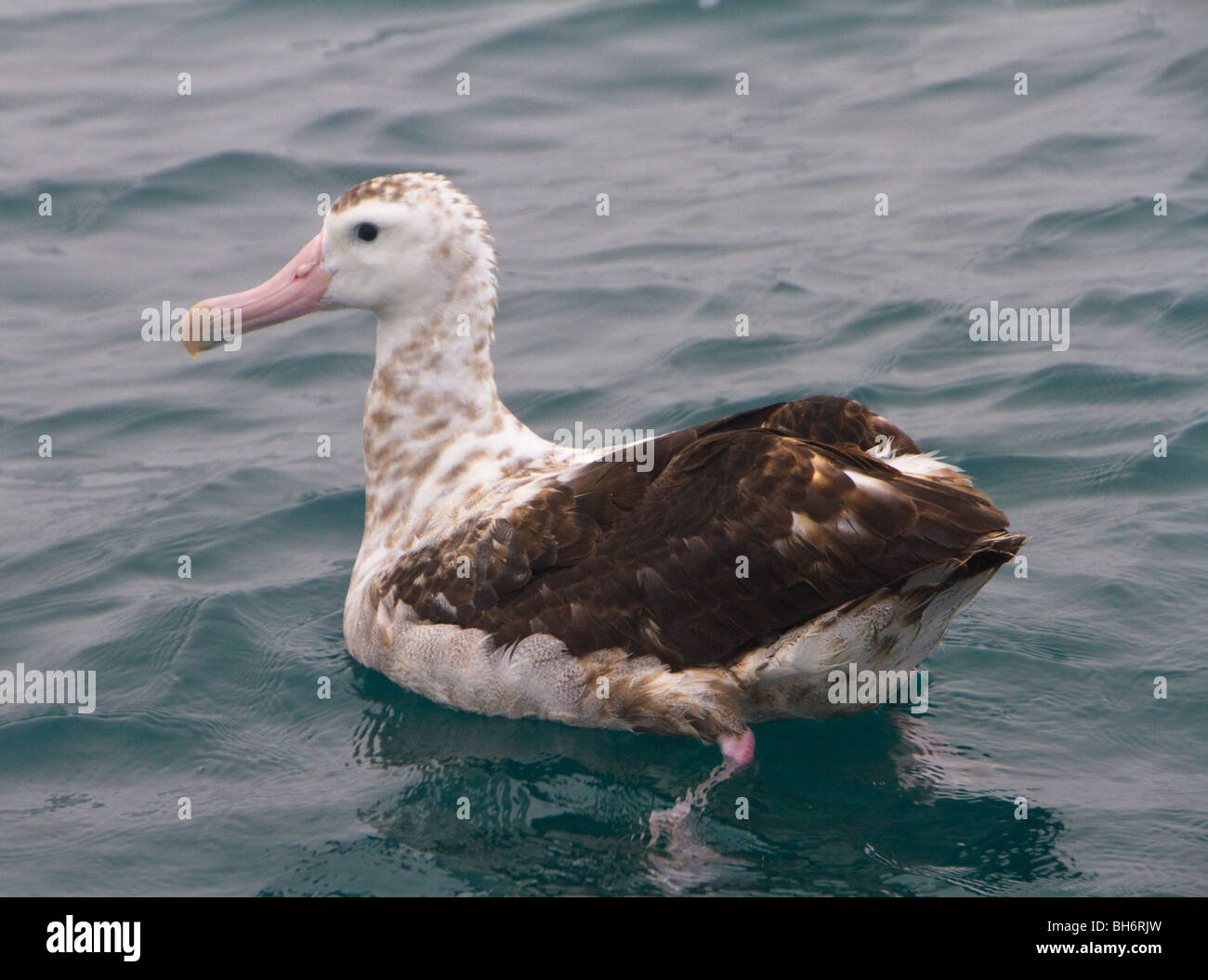 Wandering albatross new zealand hi-res stock photography and images - Alamy