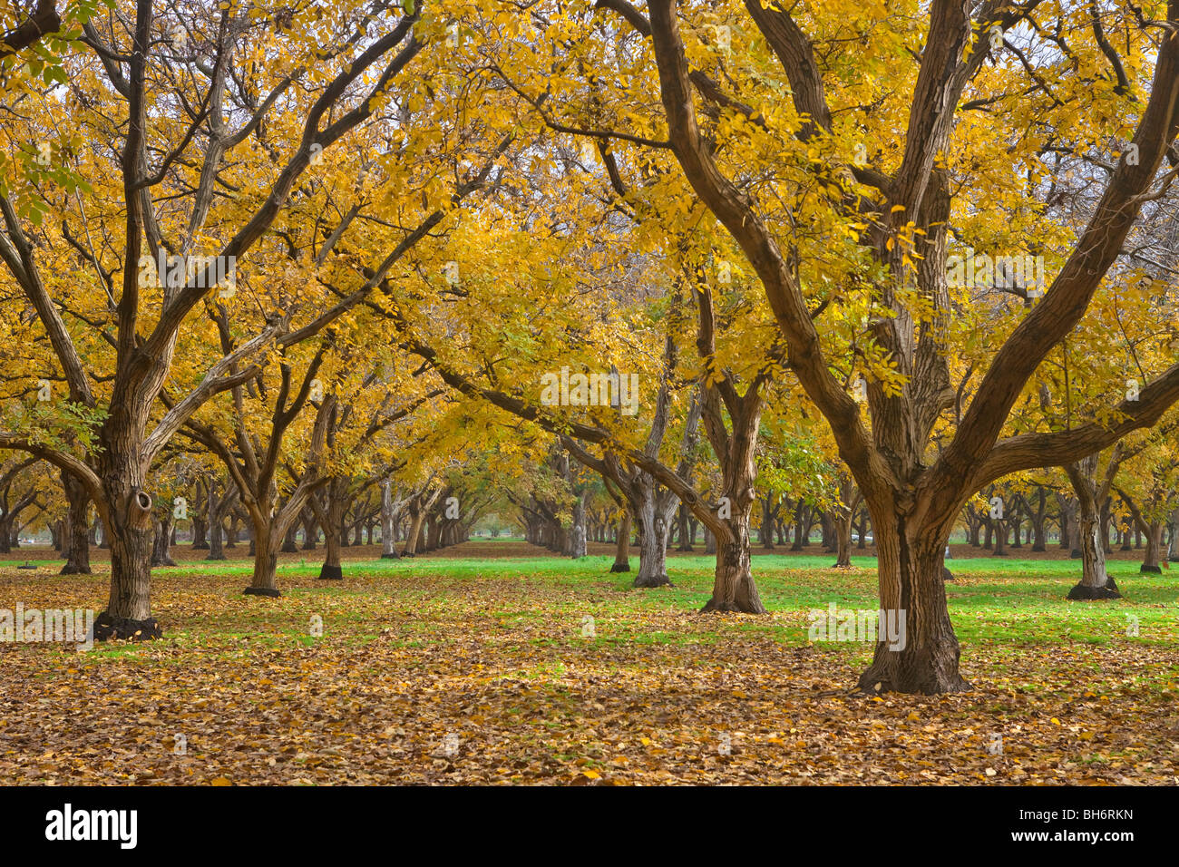 Walnut orchards in the fall in the Sacramento Valley, California Stock