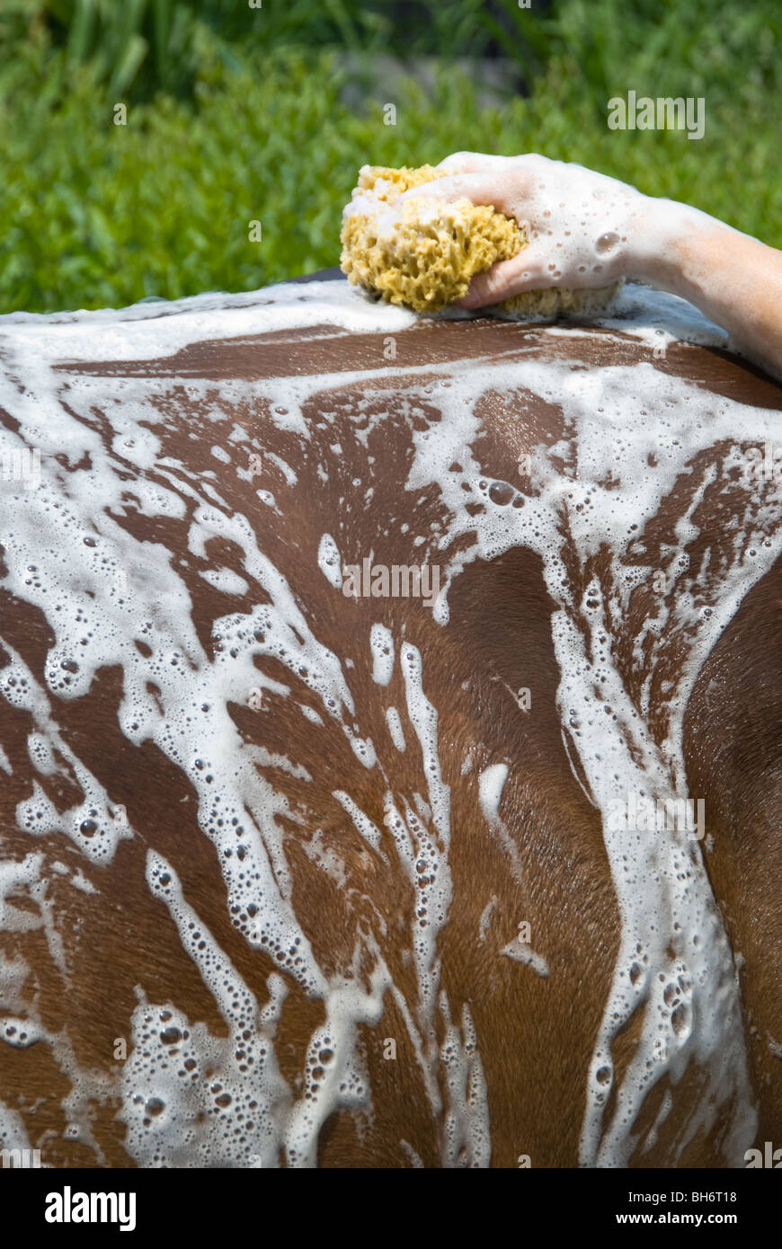 Photo of hand with sudsy sponge bathing horse hindquarters. Stock Photo