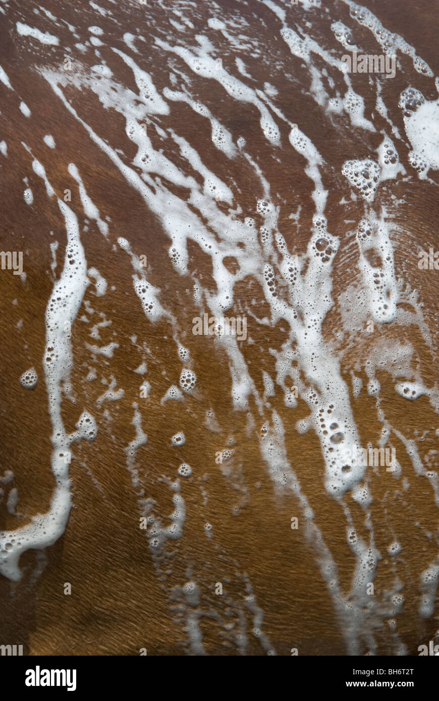 Covered with soap suds hi-res stock photography and images - Alamy
