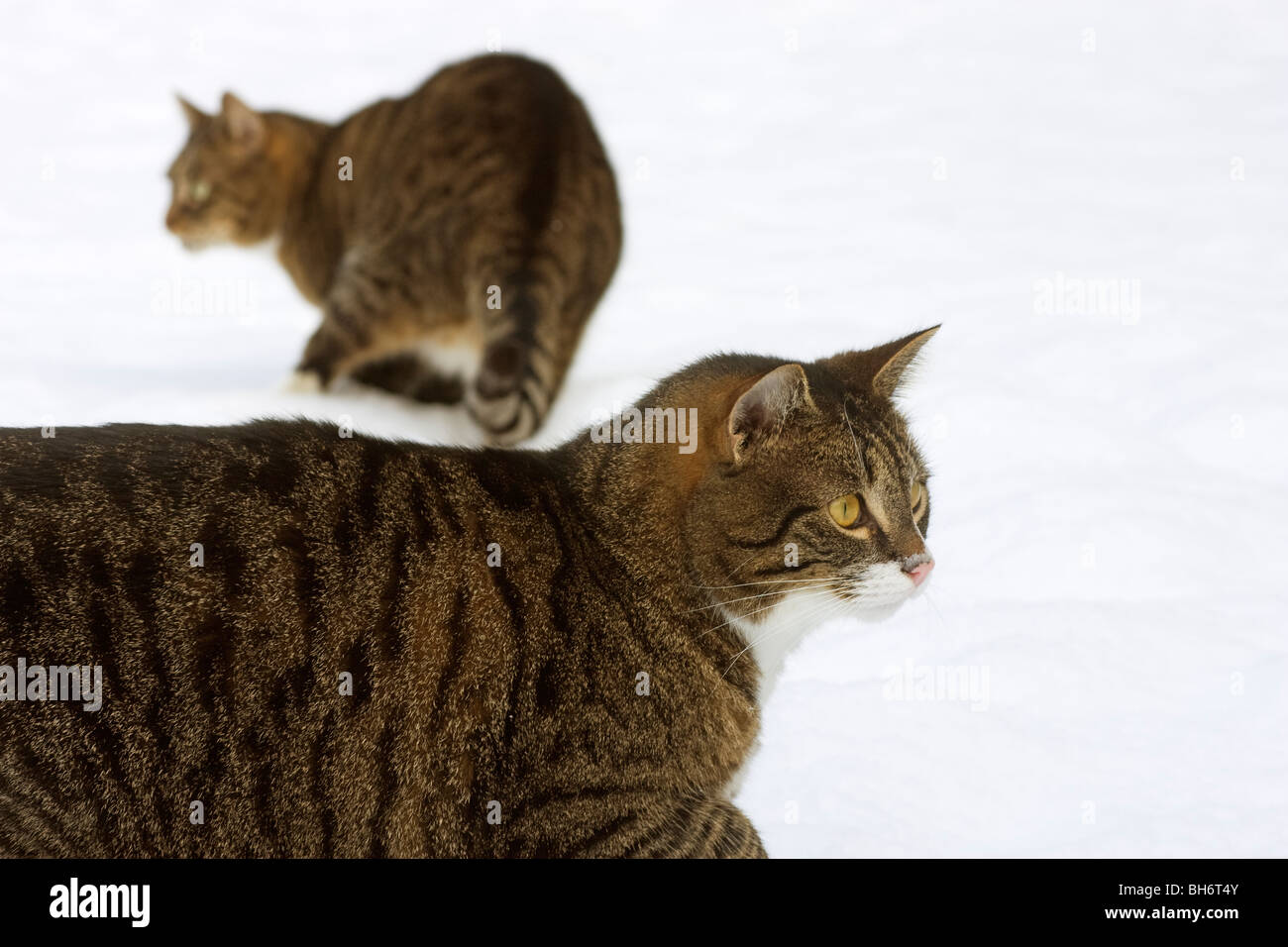 Tabby cats in the snow Stock Photo