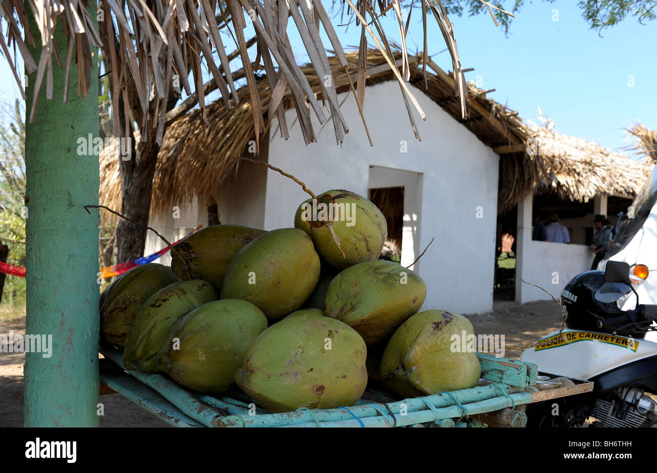 Coconuts piled up in cart outside country house. Caribbean coast