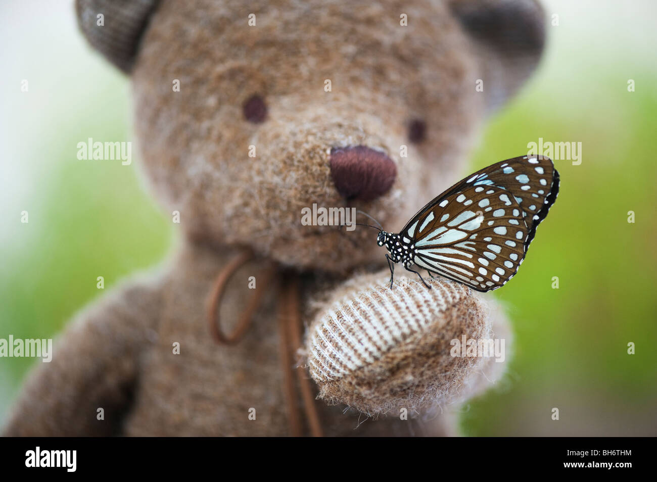 Teddy bear holding a Blue Tiger butterfly Stock Photo