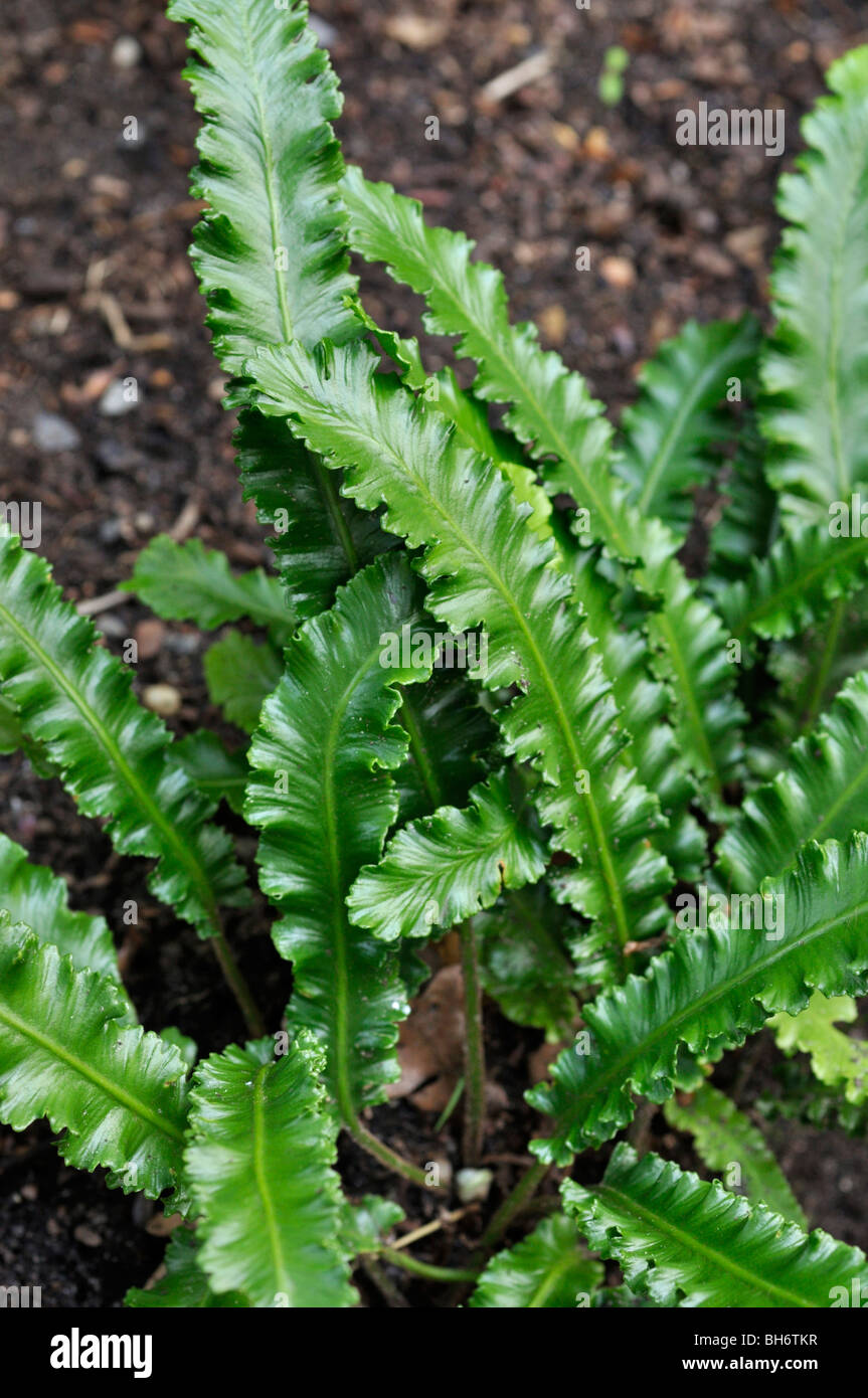 Hart's tongue fern (Asplenium scolopendrium 'Angustifolium' syn. Phyllitis scolopendrium 'Angustifolium') Stock Photo