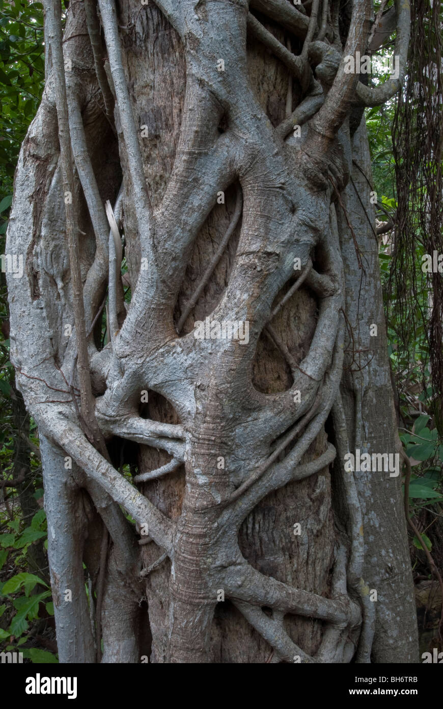 gumbo limbo tree medicinal uses parasites
