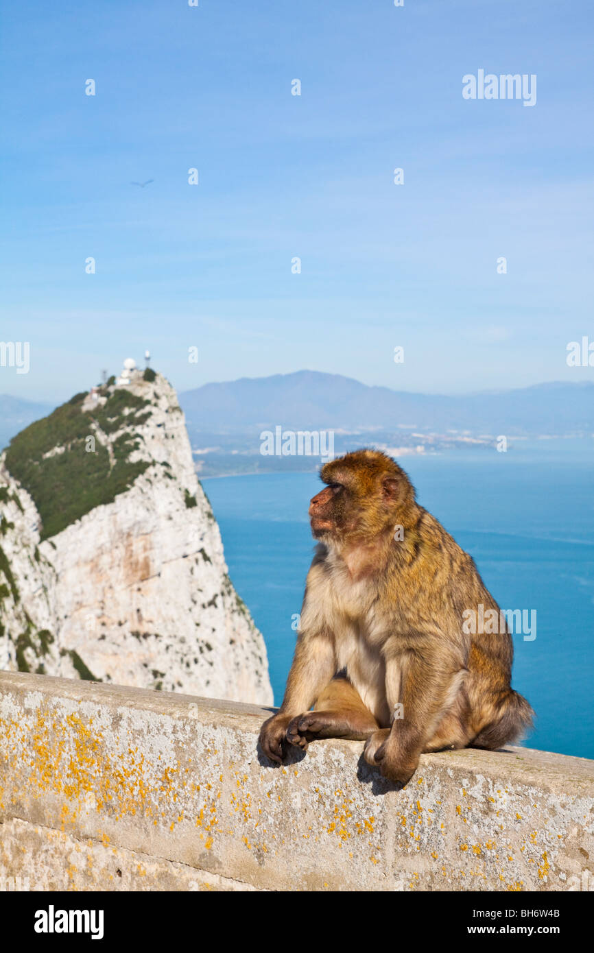 Monkey in Gibraltar, UK Stock Photo