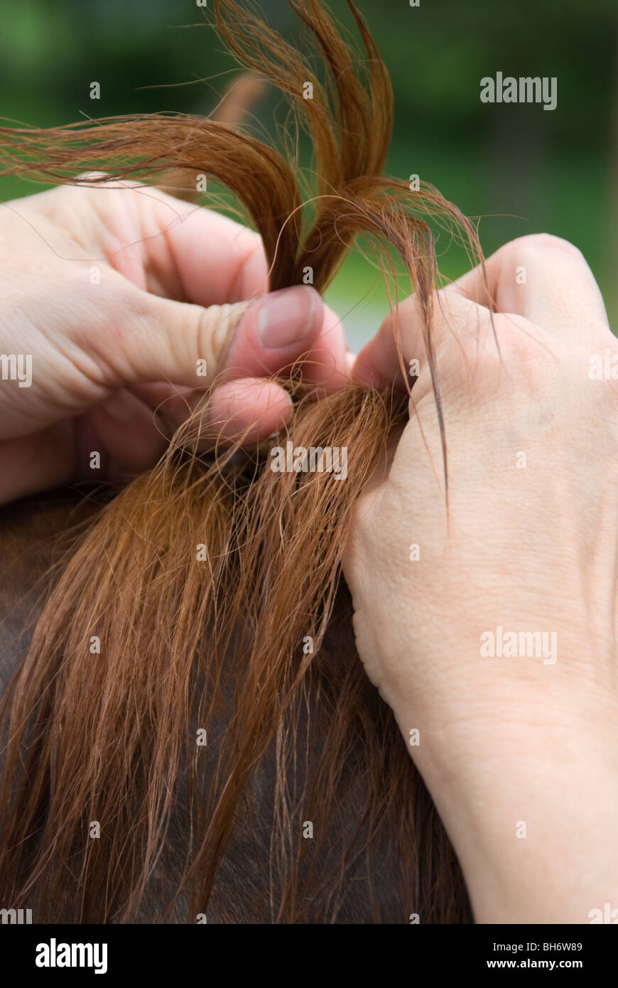 Close up picture of a groom's hands beginning to braid a horse mane. Stock Photo