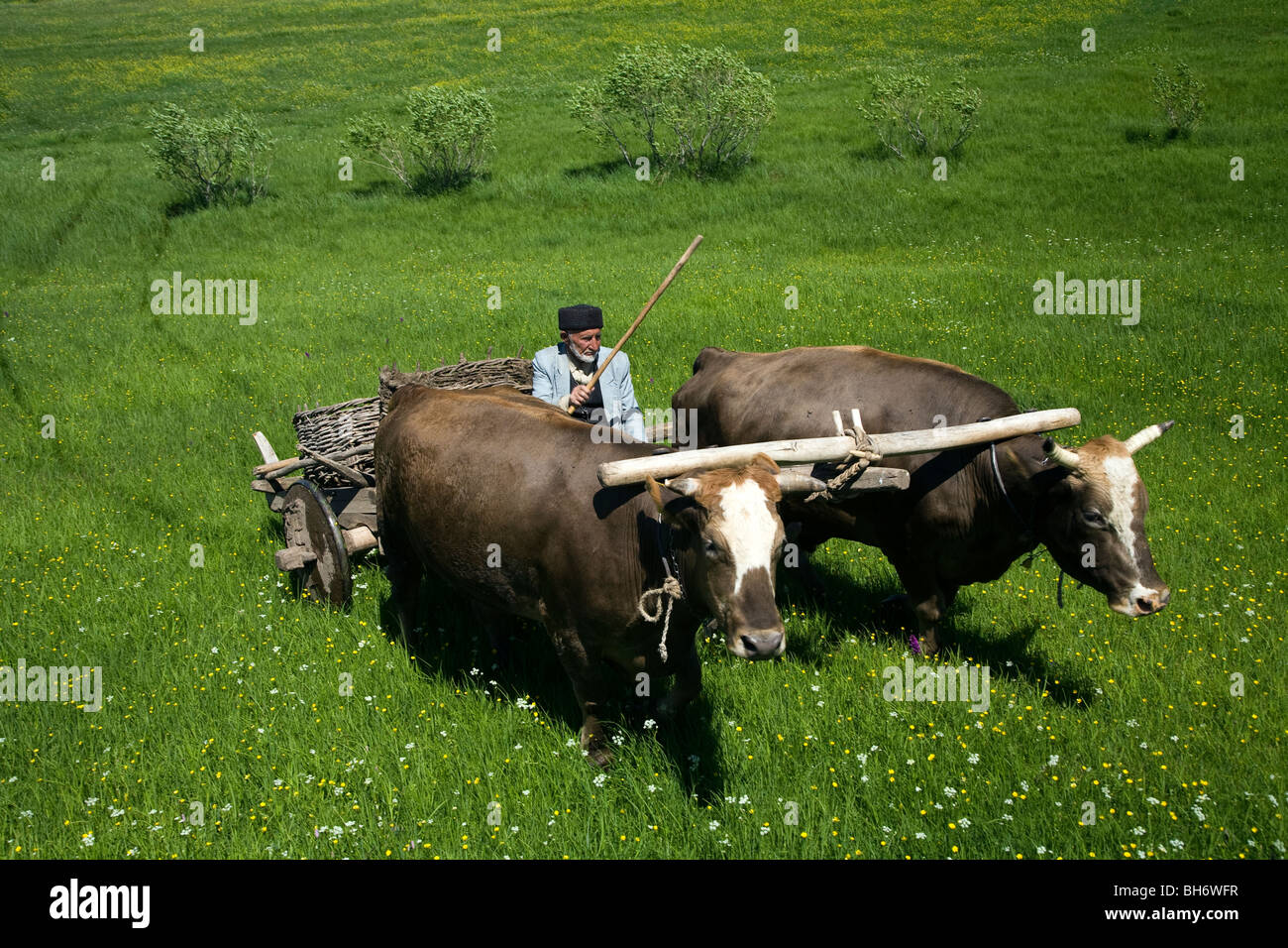 Man riding an ox cart Posof Ardahan Turkey Stock Photo