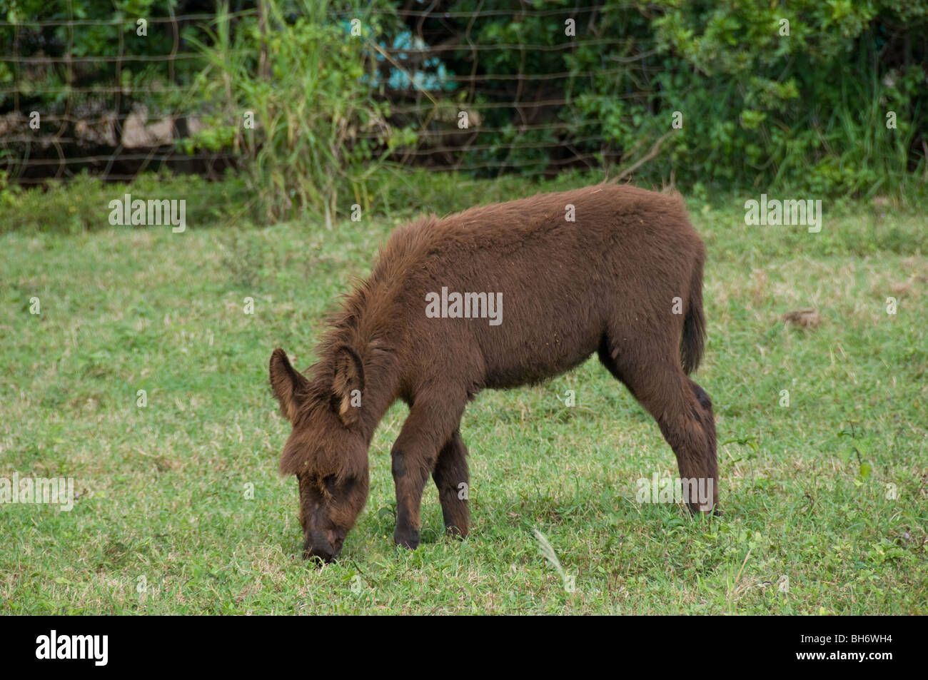 Young baby Donkey grazing Kauai, ,  Hawaii Stock Photo