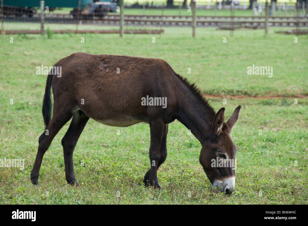 Donkey grazing Kauai, ,  Hawaii Stock Photo