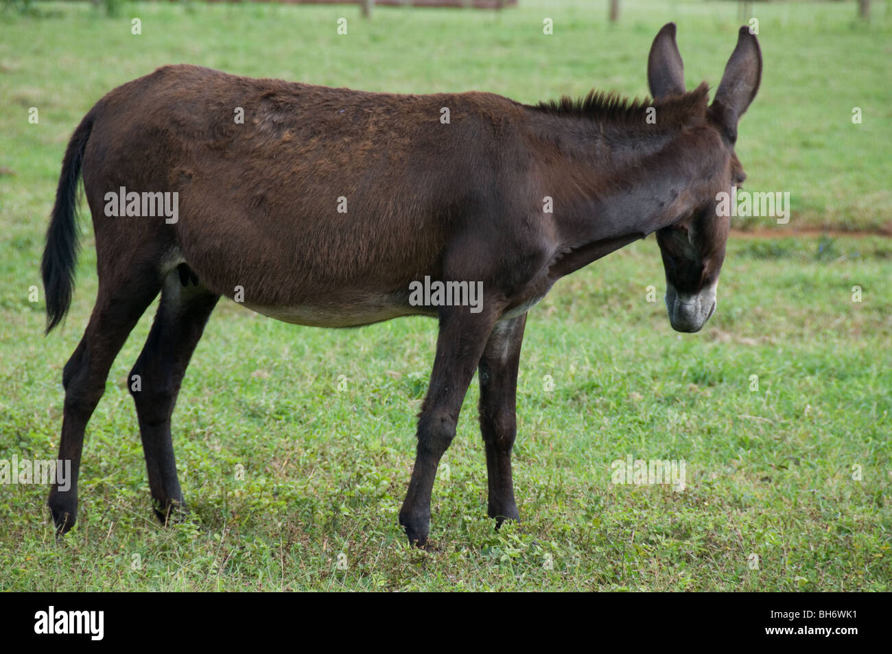 Donkey grazing Kauai, ,  Hawaii Stock Photo