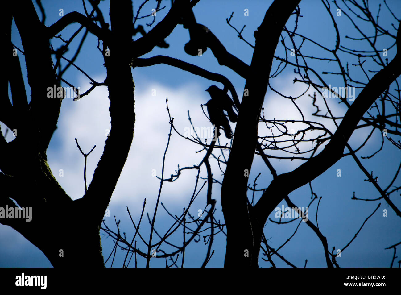 Crow in trees silhouette Pembrokeshire, Wales Stock Photo