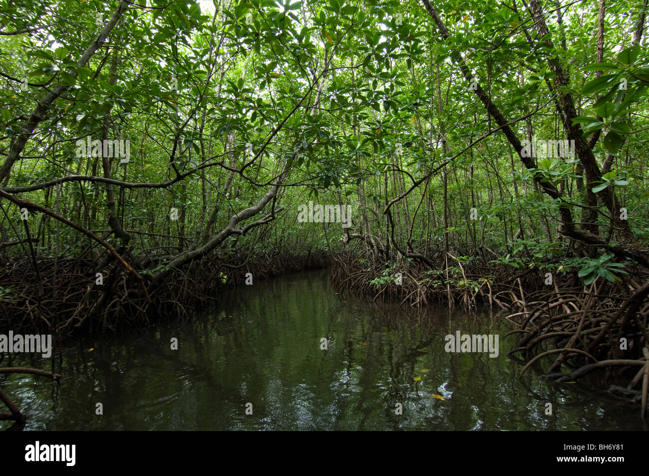 mangroves near Gayana Eco-Resort, Gaya Island, Sabah, East Malaysia. Stock Photo