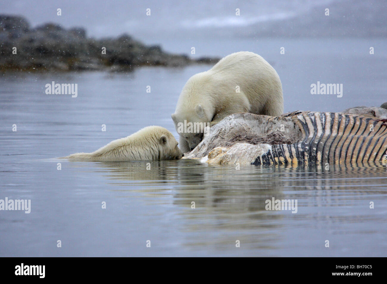 Two Polar Bear Ursus maritimus feeding on a fin whale carcass floating in the ocean with a reflection in the water Stock Photo