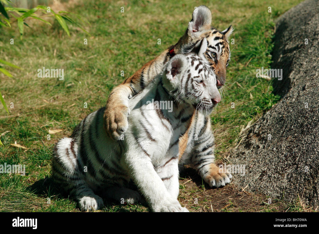 Two young Bengal Tiger Cubs play-fighting at Cougar Mountain Zoo Stock  Photo - Alamy
