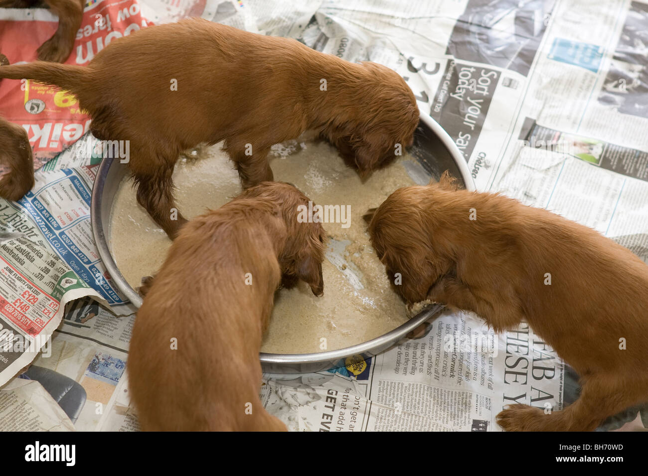 Three young irish setter puppies feeding Stock Photo