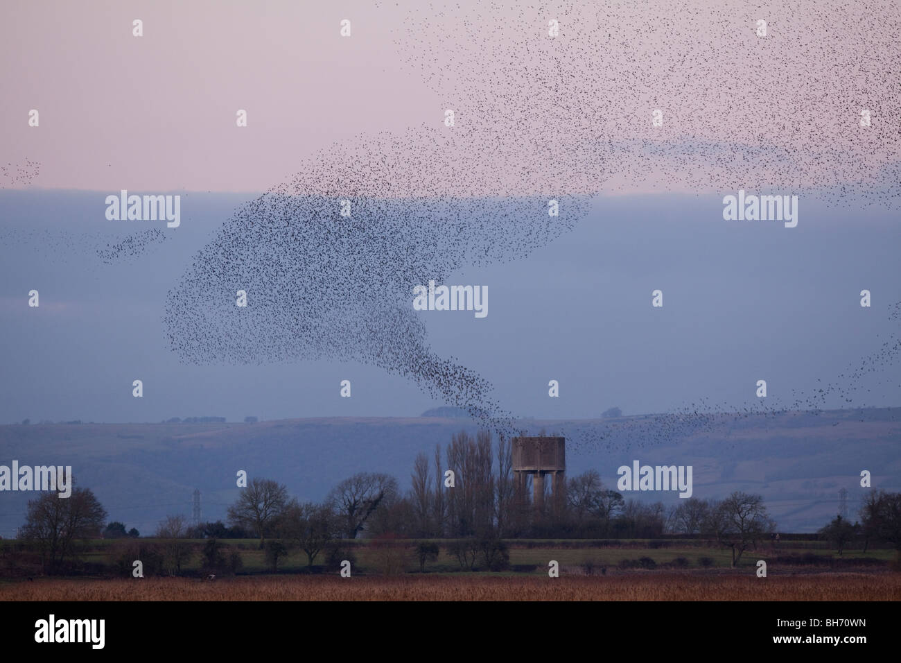 Starling roost Stock Photo
