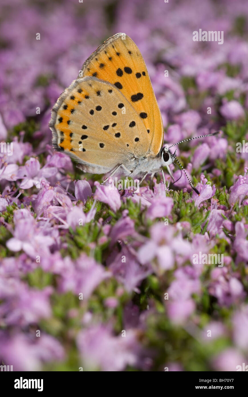 Purple Shot Copper butterfly (Lycaena alciphron) on Cretan thyme flowers (Thymus caespititius) Stock Photo