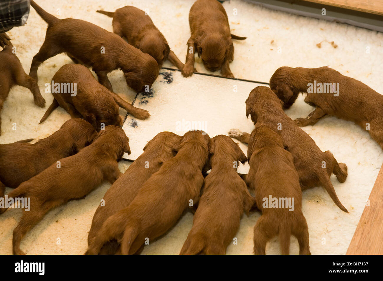 Litter of young irish setter puppies eating Stock Photo