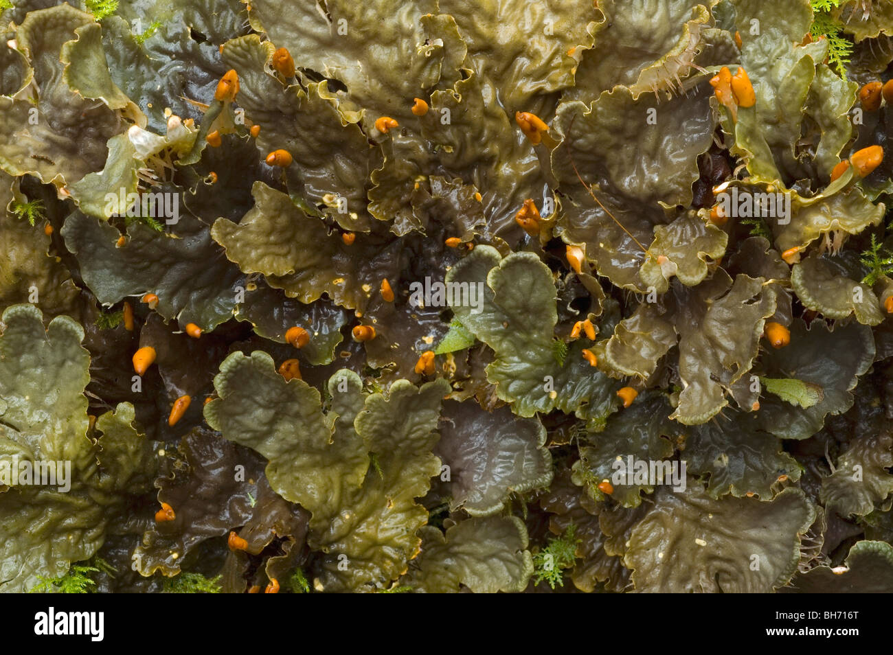 Felt Lichen or liverwort (Peltigera canina) Stock Photo
