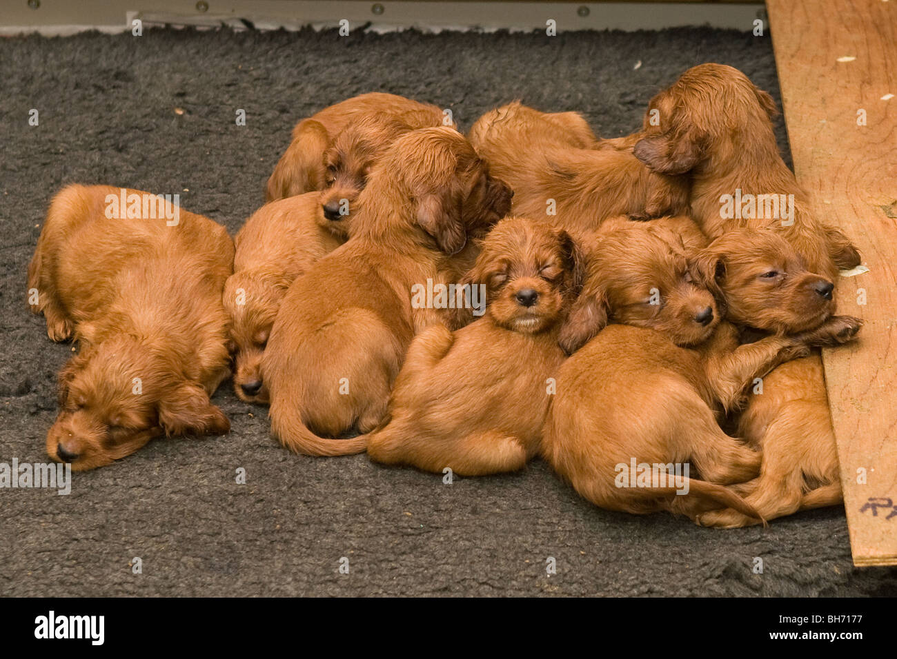 What Is Puppy Litter