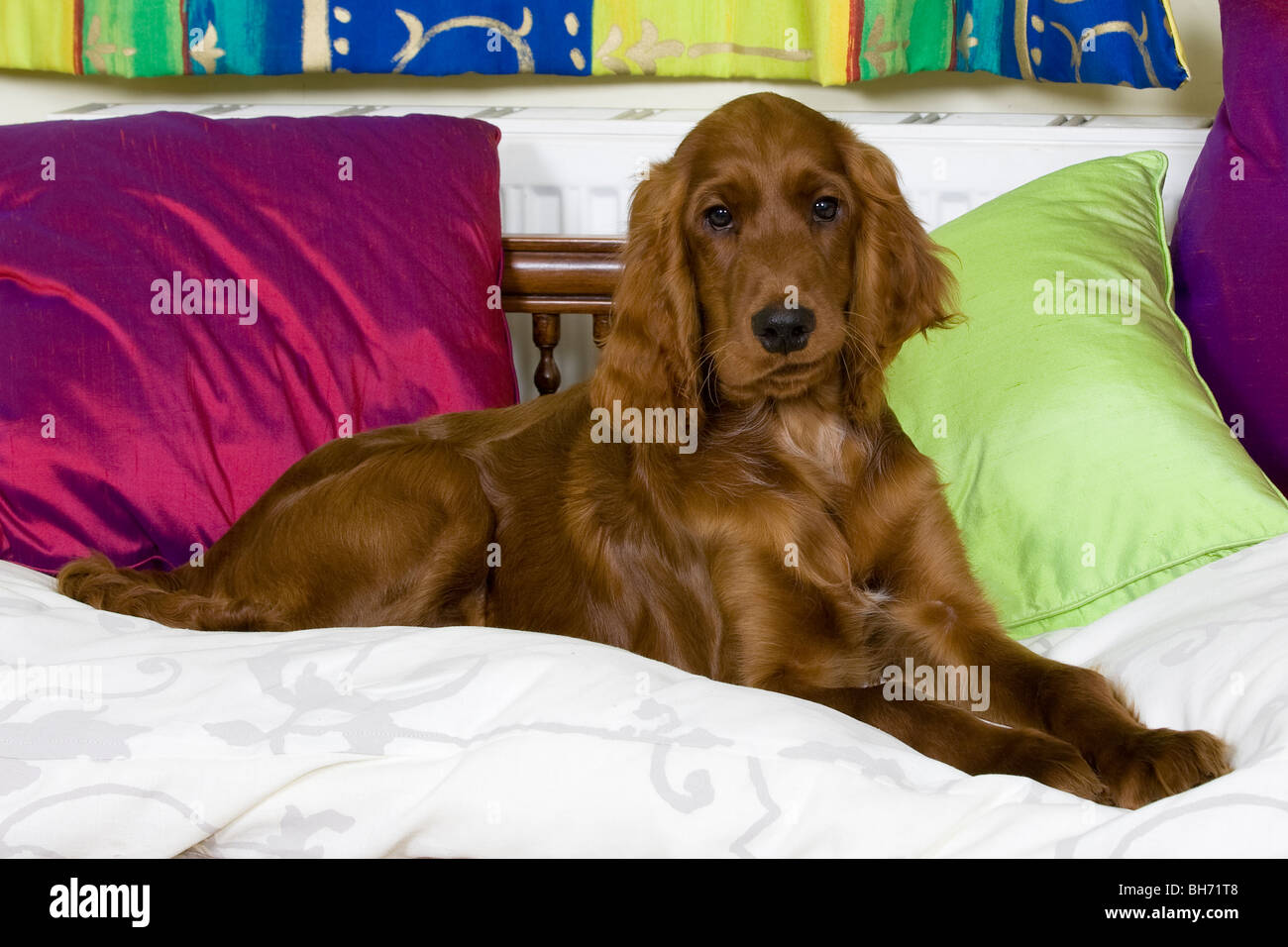 young irish setter