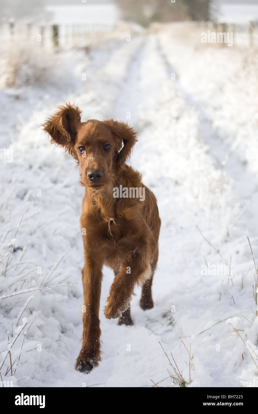 Young Irish setter playing in snow Stock Photo