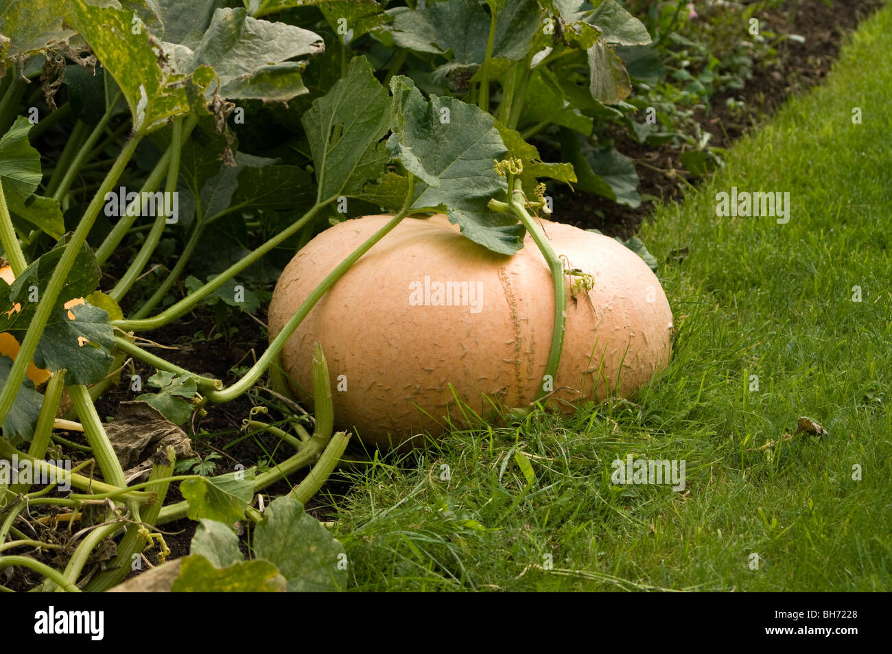 Large pumpkin (Cucurbita maxima) growing on an allotment plot Stock Photo