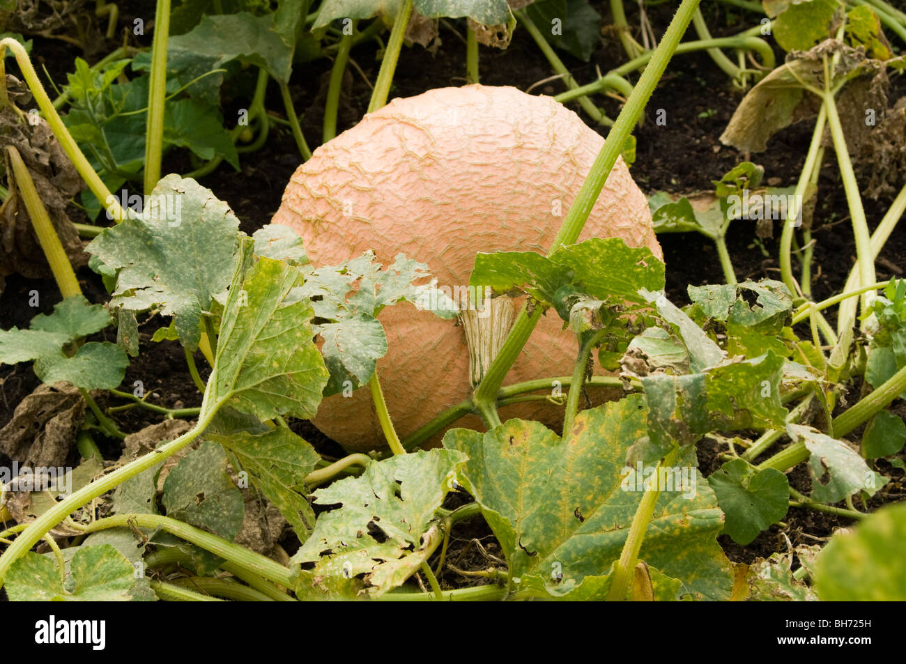 Large pumpkin (Cucurbita maxima) growing on an allotment plot Stock Photo
