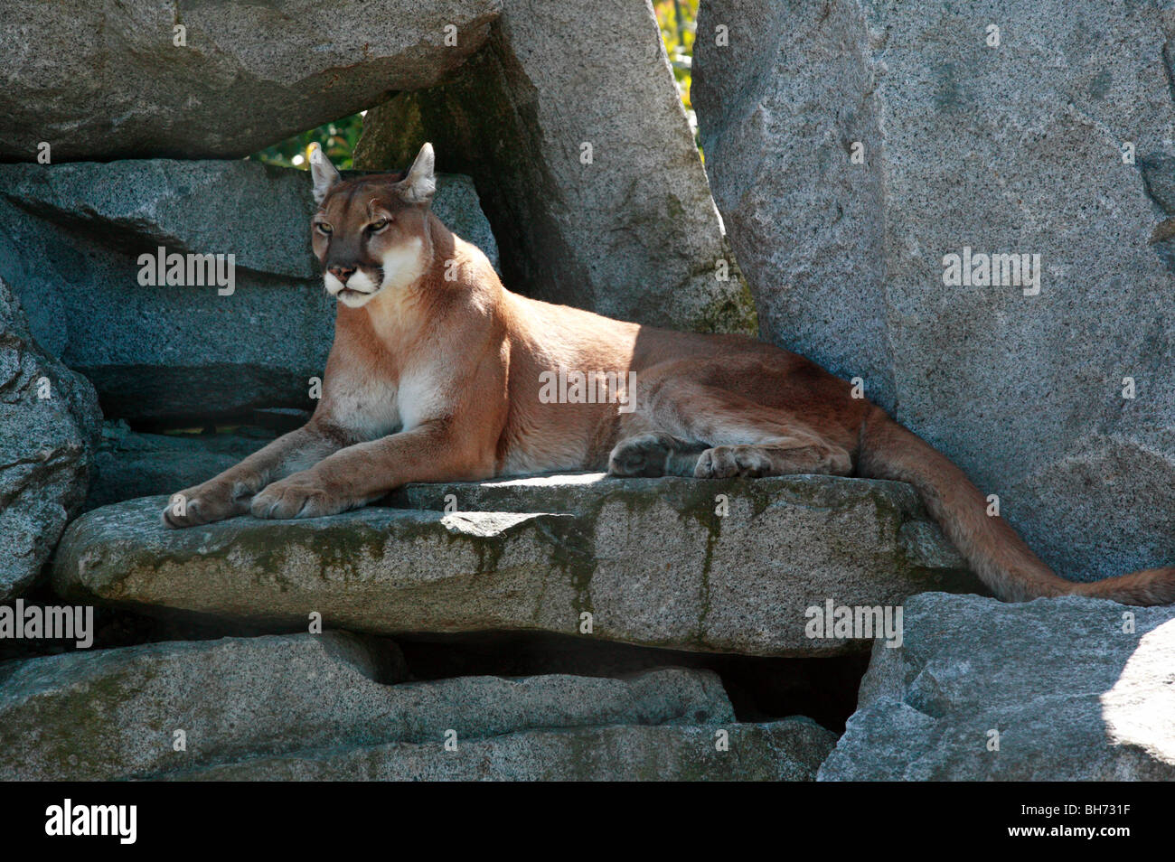 Portrait of a Cougar Stock Photo