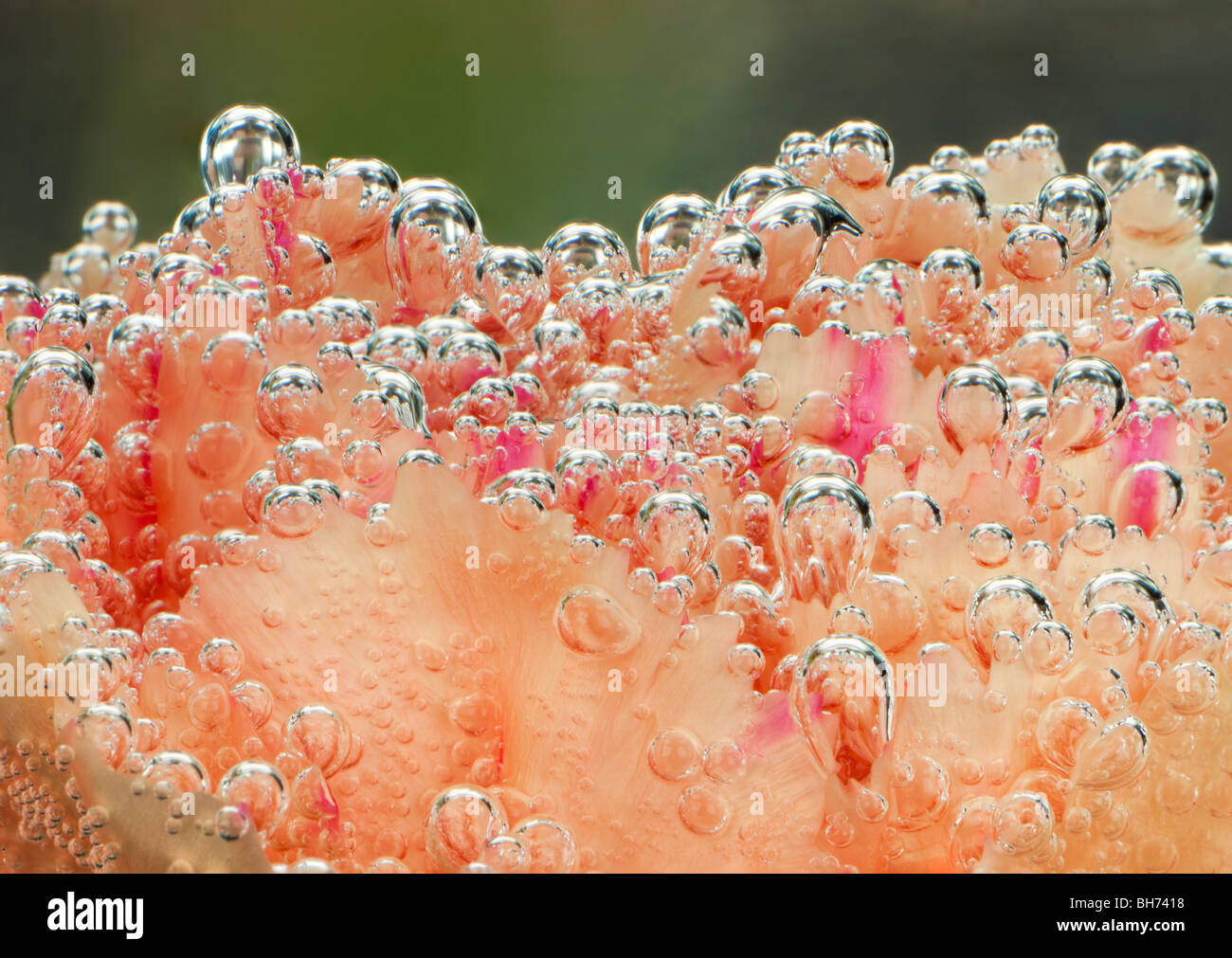 Bubbles of air clinging to a Carnation flower underwater Stock Photo