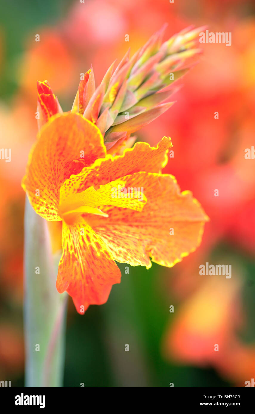 Canna Flower Stock Photo