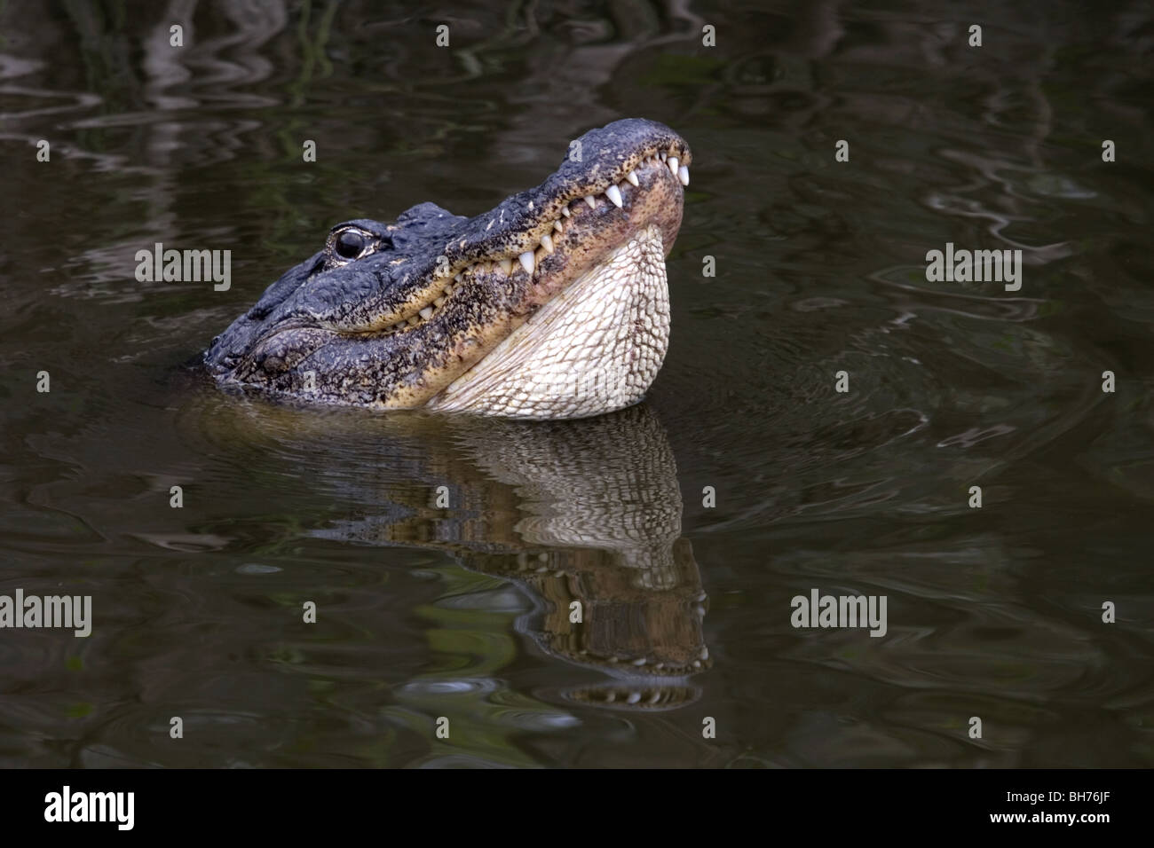 Male alligator bellowing Stock Photo