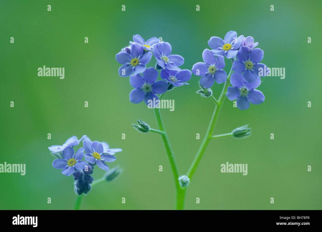 wood forget-me-not, woodland forget-me-not, Latin: Myosotis sylvatica, Germany Stock Photo