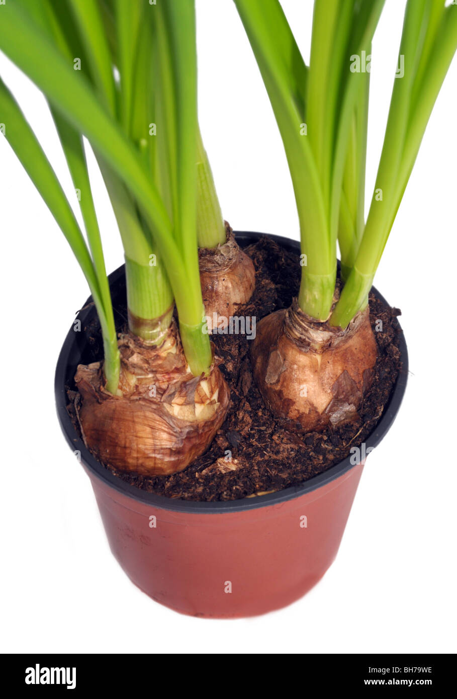 A cutout of a flower pot holding three mature / growing plant bulbs. Stock Photo