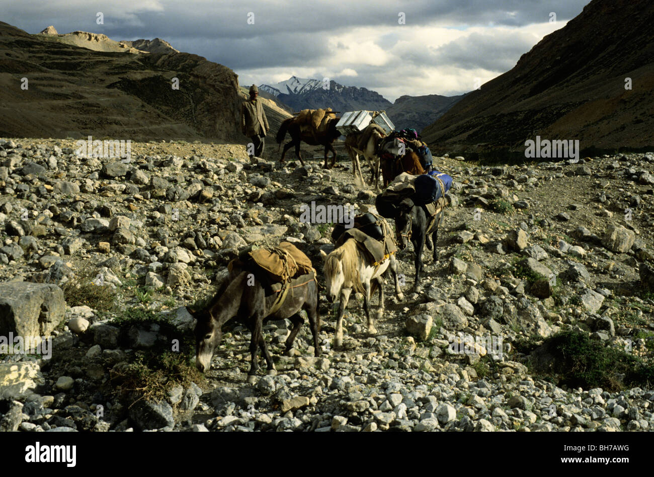 Horse Trekking in Ladakh Stock Photo