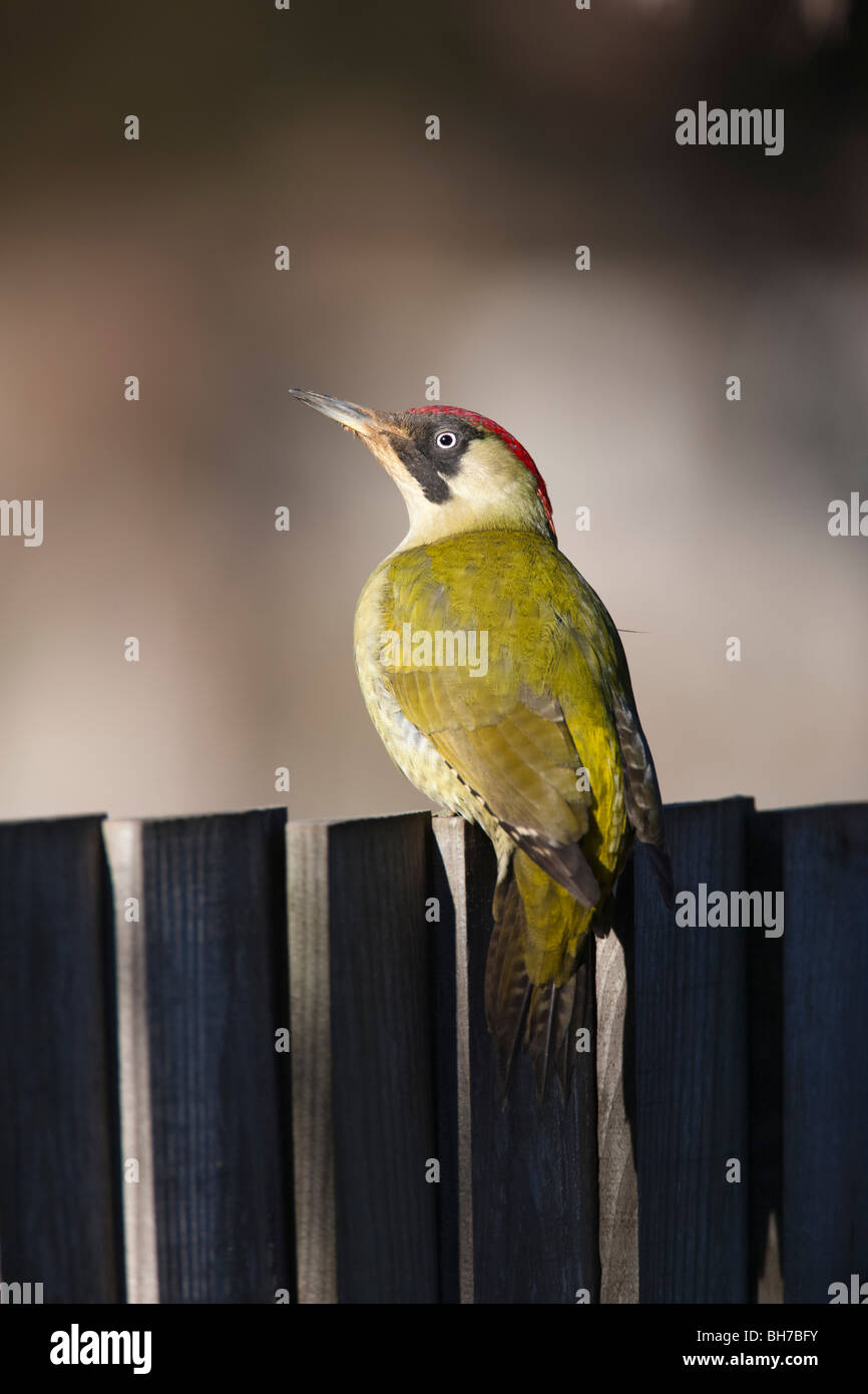 Green Woodpecker Picus viridis (Picidae) Perched on Garden   Fence in  sun Stock Photo