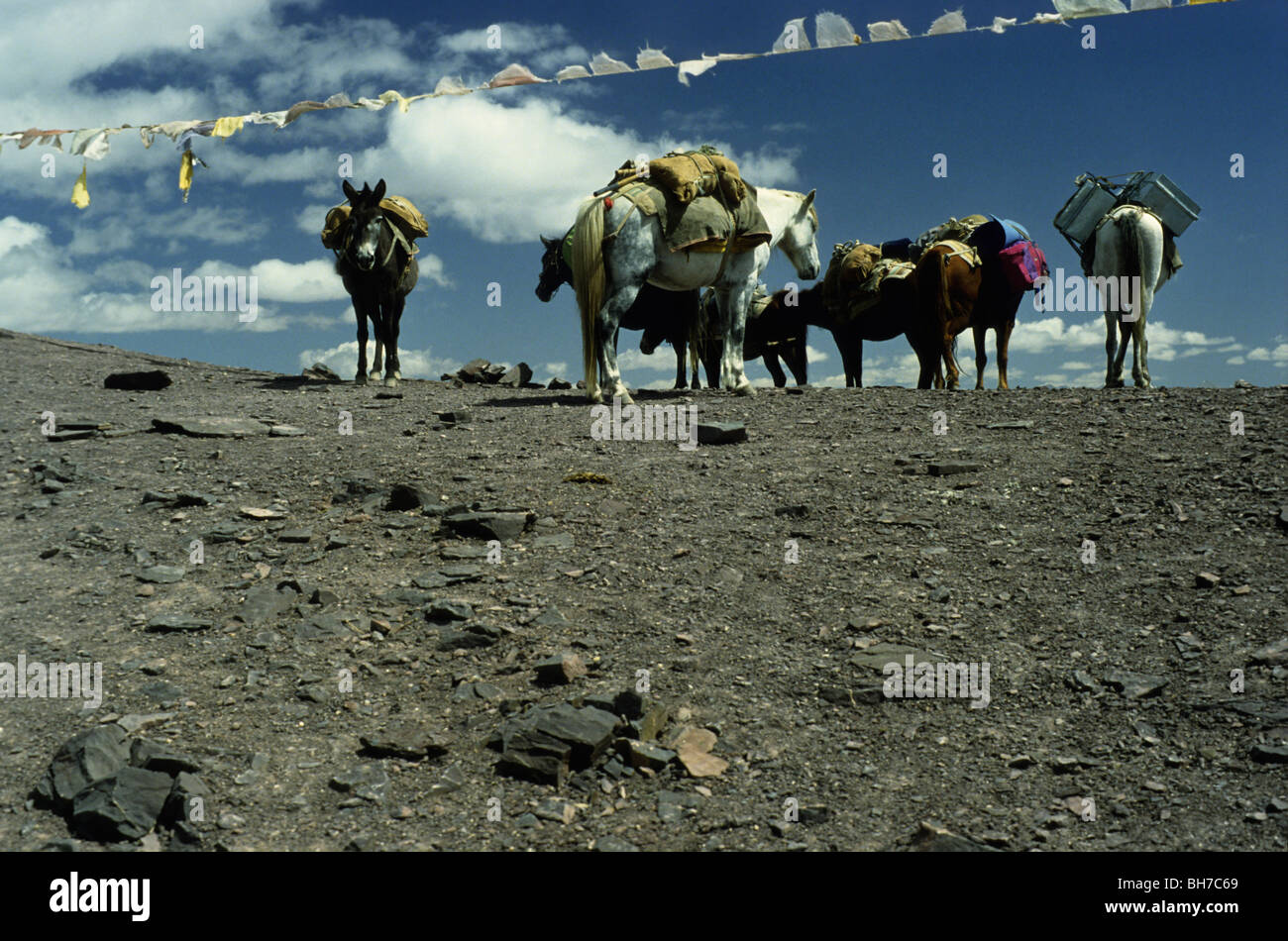 Horses and prayer flags on the the Kong-Maru-La Pass Stock Photo