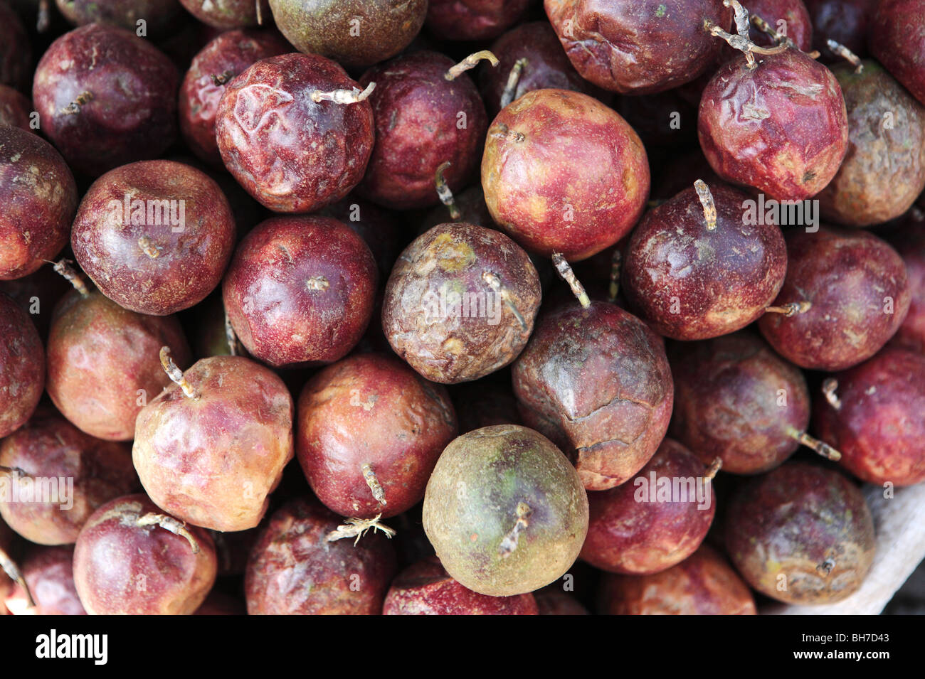 Passion Fruit Passiflora edulis Stock Photo